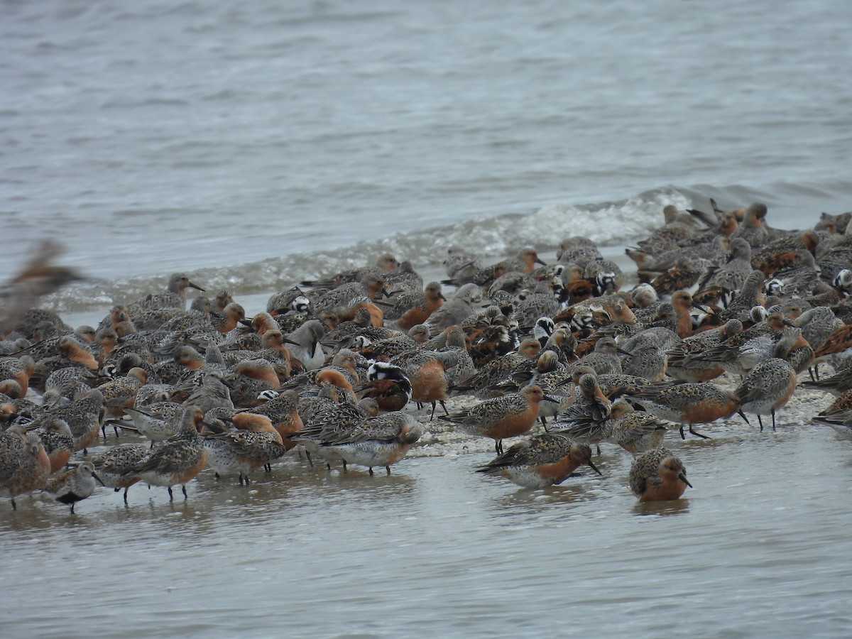 Red Knot - ML619260647