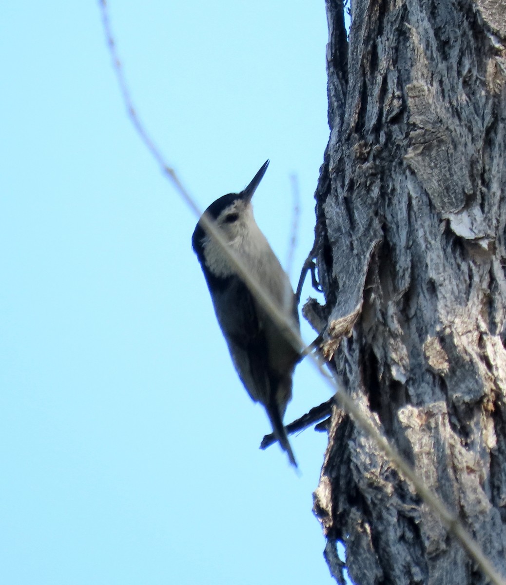 White-breasted Nuthatch (Pacific) - ML619260650