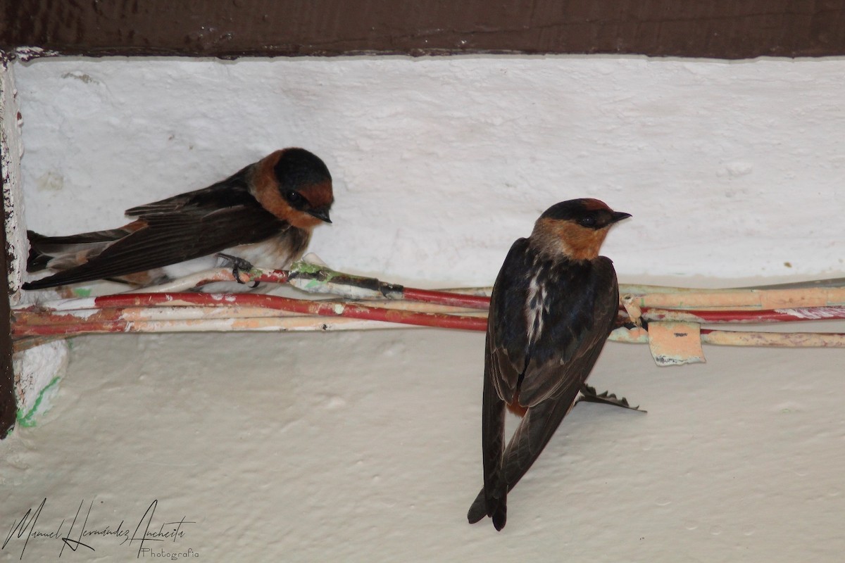 Cave Swallow - ML619260687