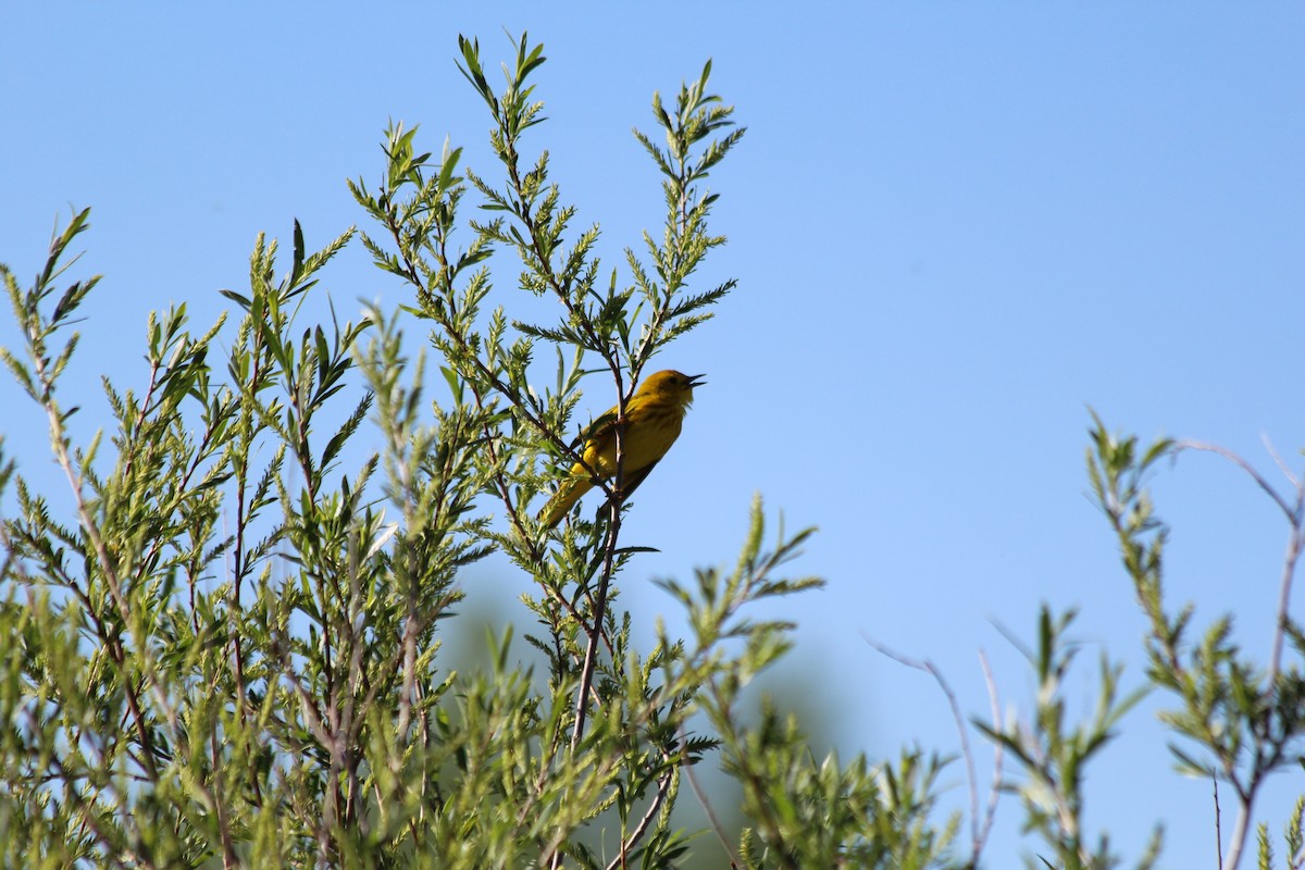 Yellow Warbler - ML619260745