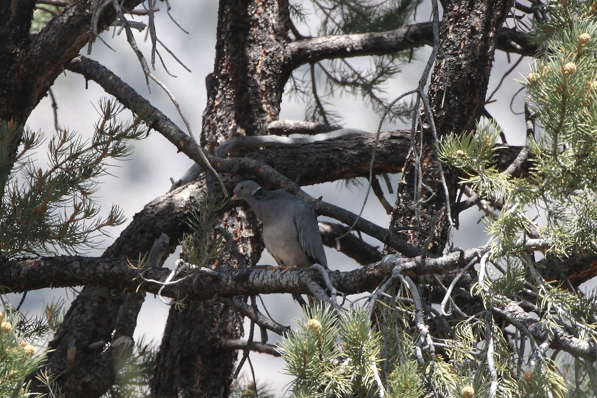 Band-tailed Pigeon - ML619260795
