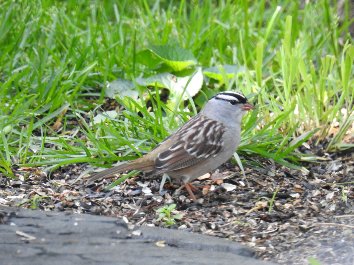 White-crowned Sparrow - ML619260805