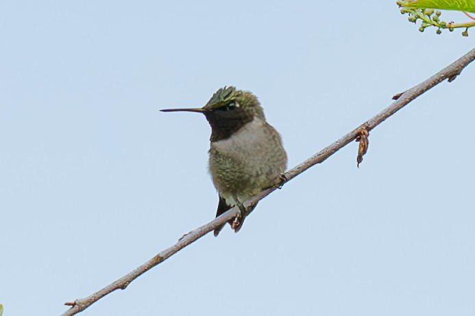 Ruby-throated Hummingbird - ML619260815
