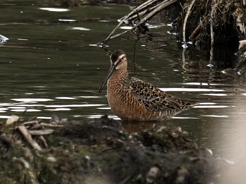 Long-billed Dowitcher - ML619260831
