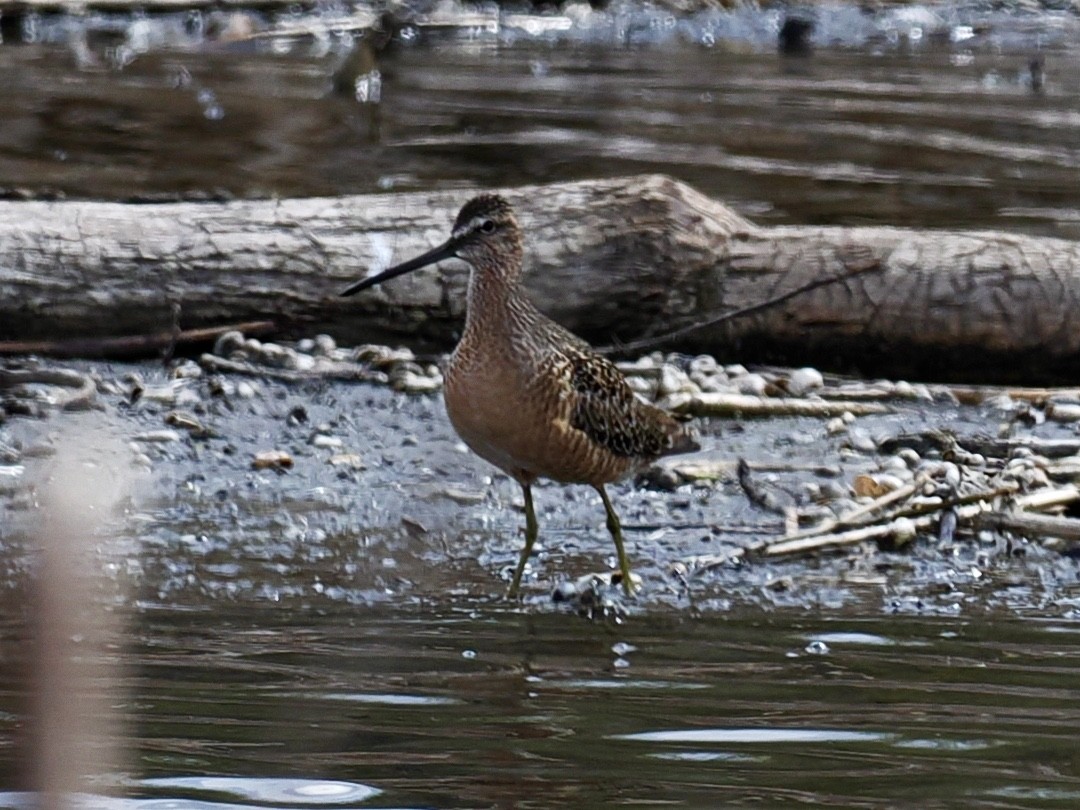 Long-billed Dowitcher - ML619260832