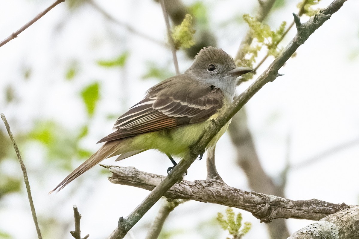 Great Crested Flycatcher - ML619260842