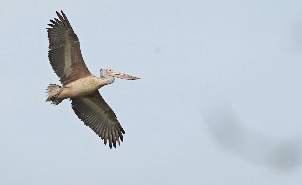pelikán skvrnozobý - ML619260856