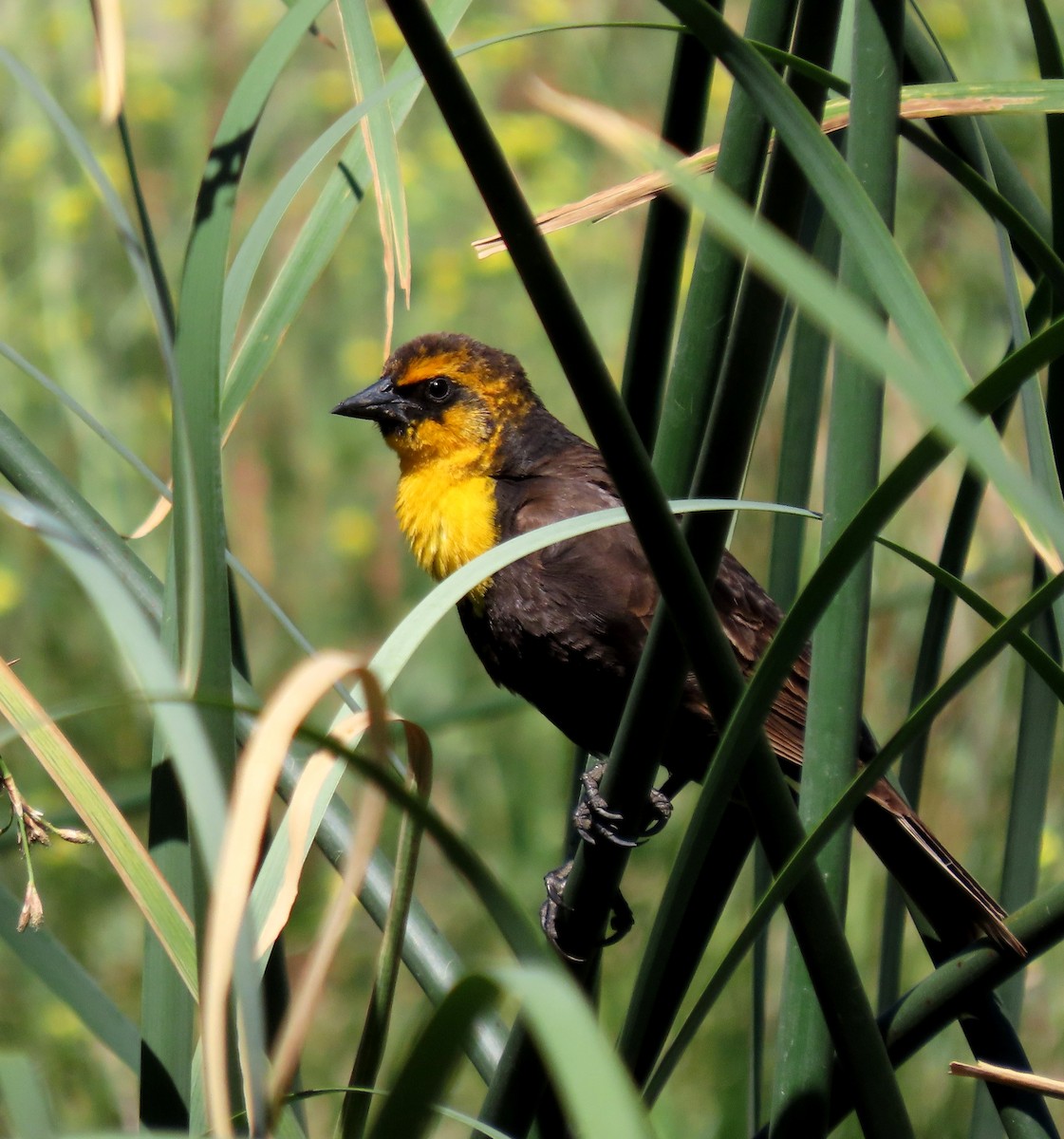 Yellow-headed Blackbird - ML619260882