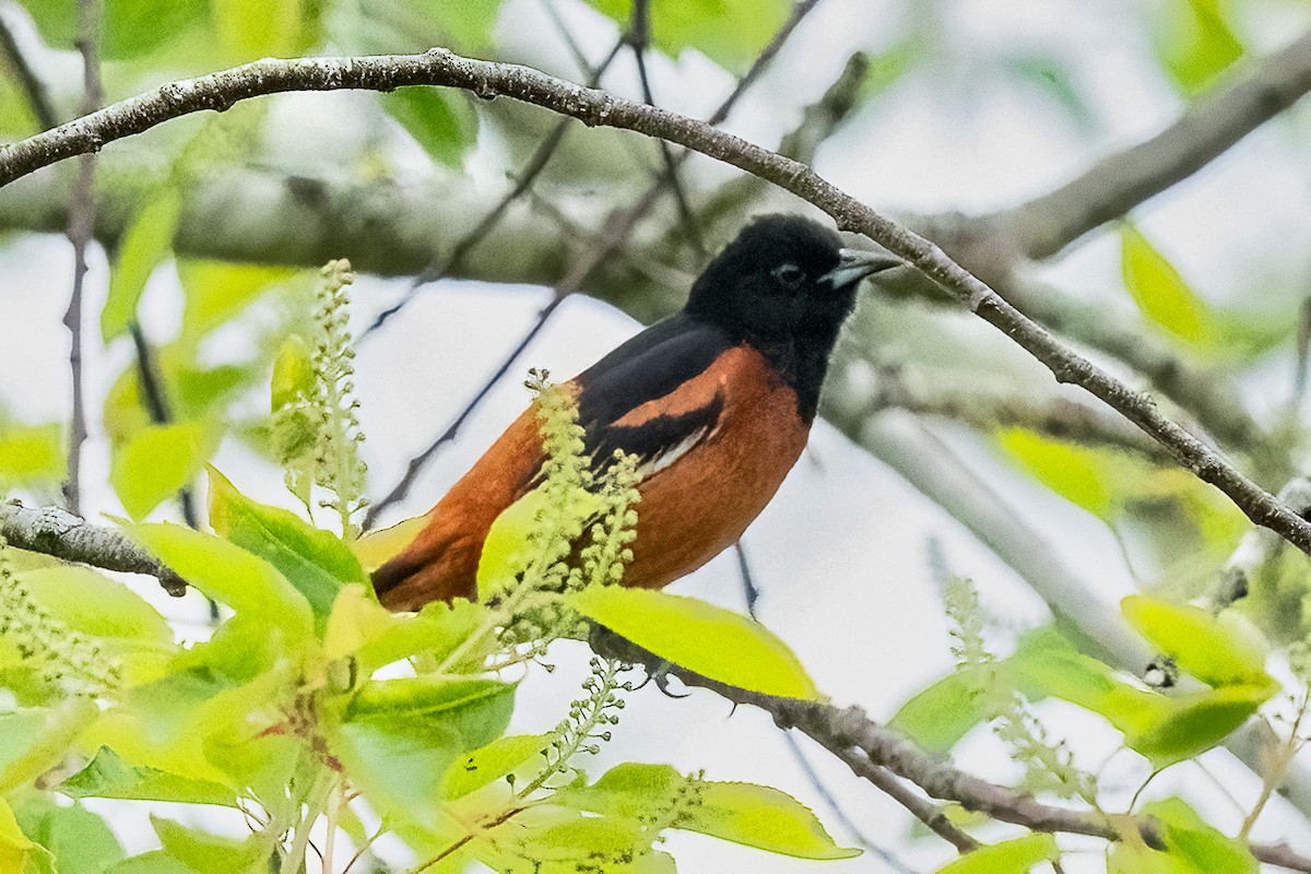 Orchard Oriole - ML619260885