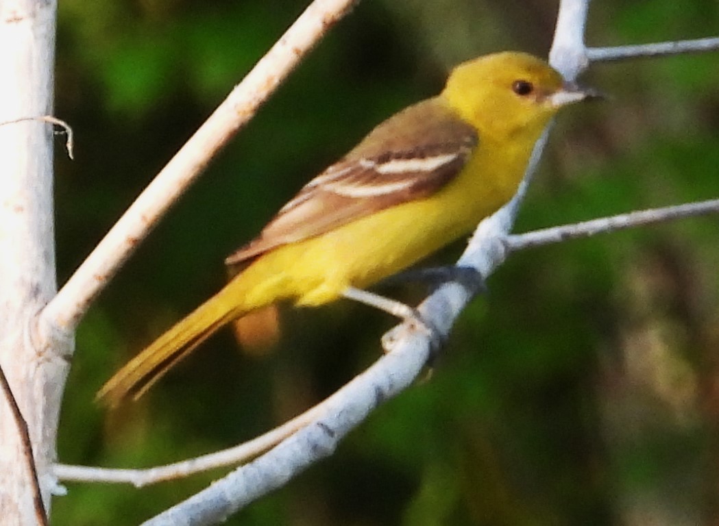 Orchard Oriole - ML619260894