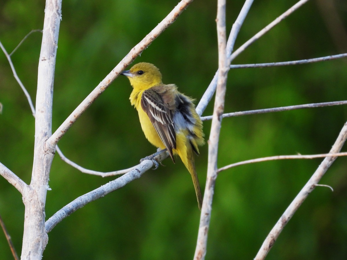 Orchard Oriole - ML619260896