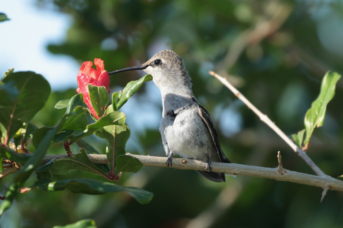 Costa's Hummingbird - ML619260912