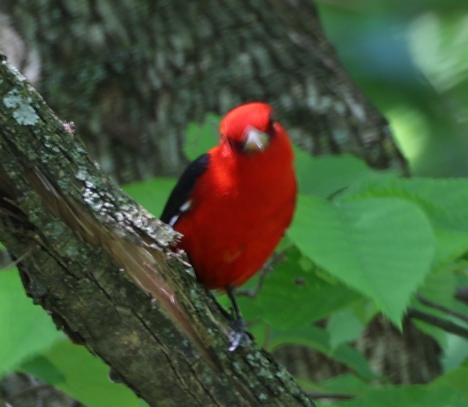 Scarlet Tanager - ML619260914