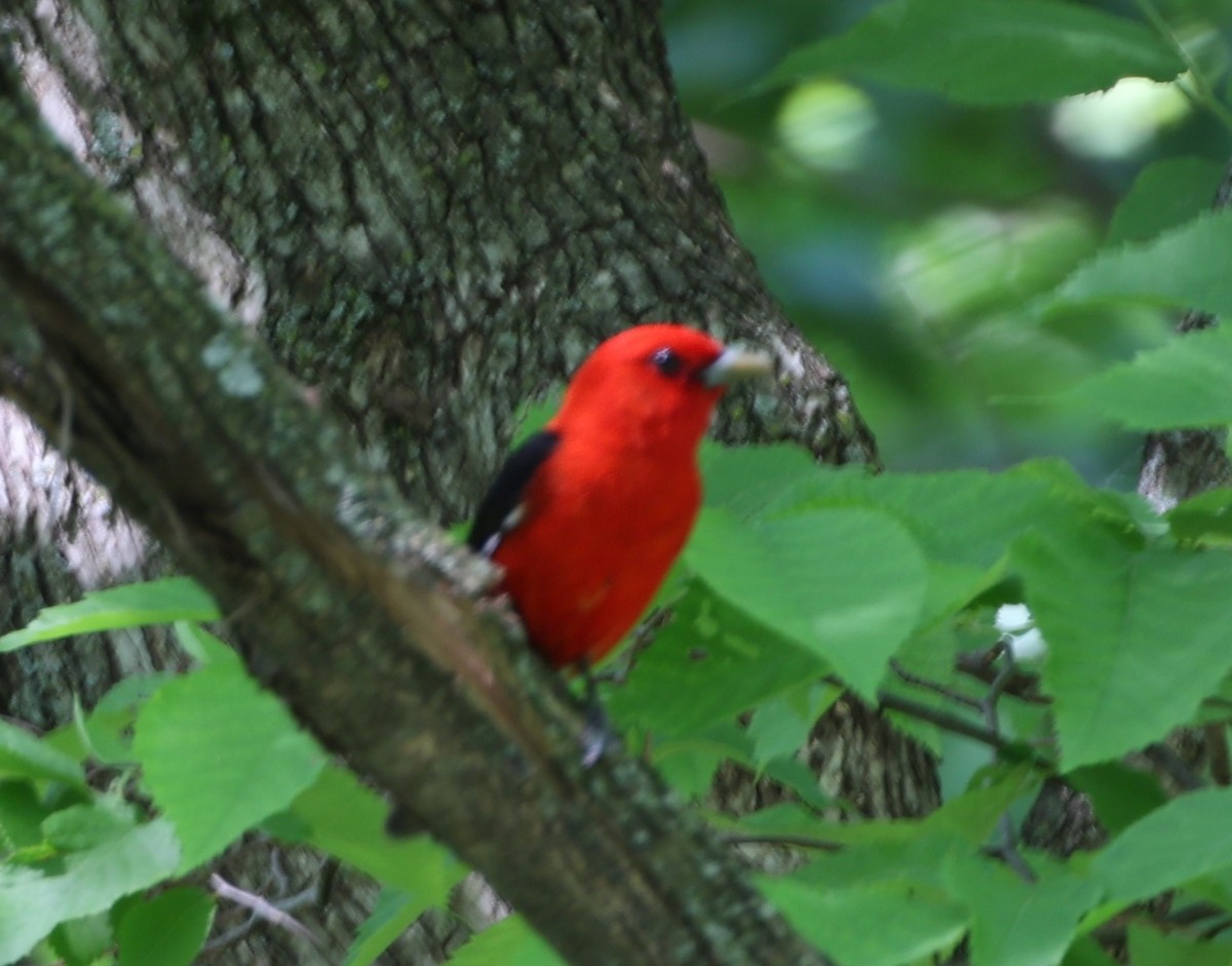 Scarlet Tanager - ML619260915