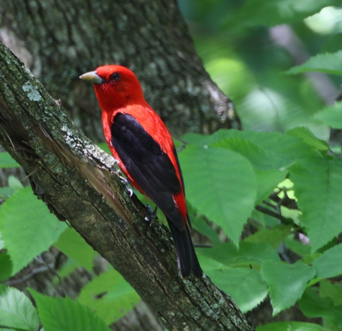 Scarlet Tanager - ML619260916