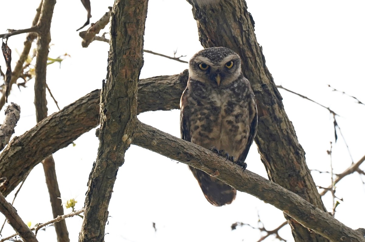 Spotted Owlet - ML619260971