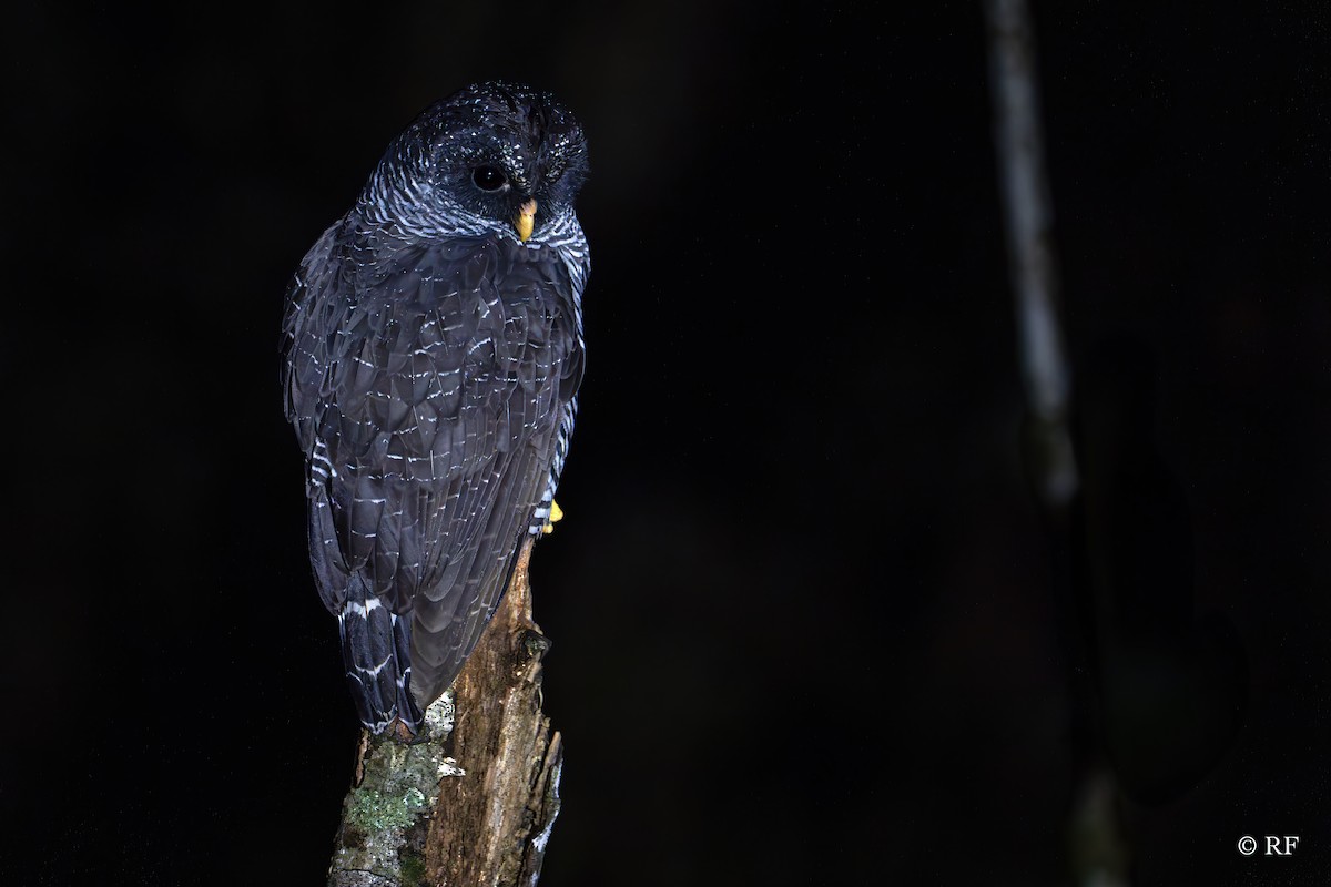 Black-banded Owl (San Isidro) - ML619260996