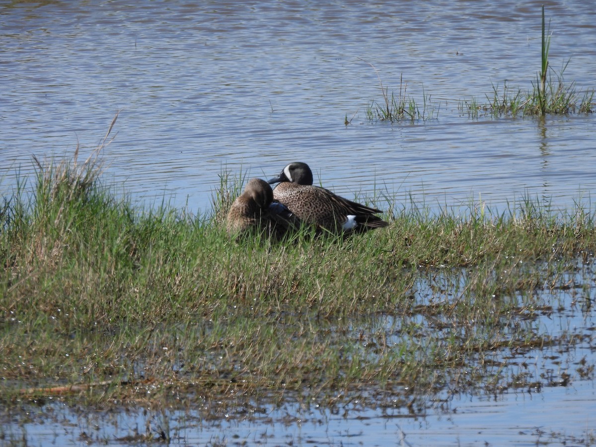 Blue-winged Teal - ML619261018
