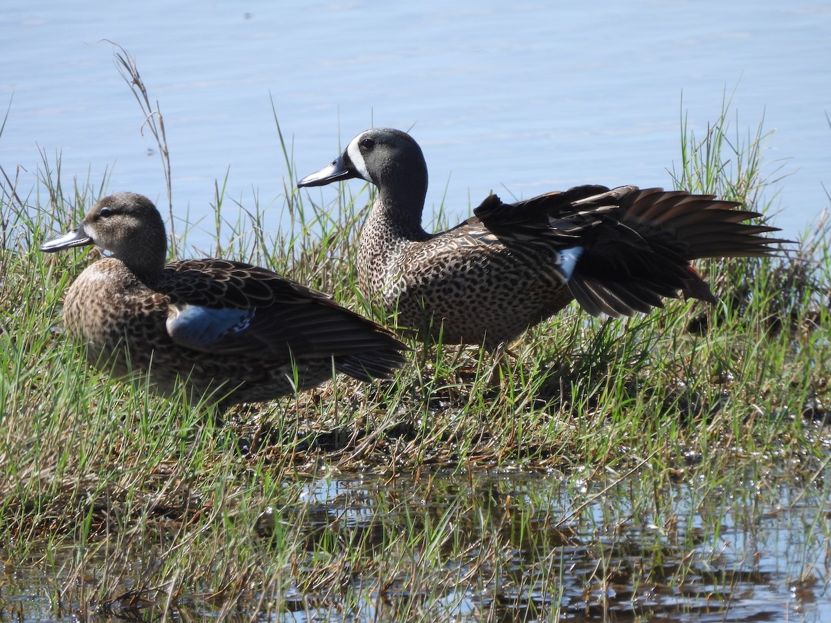 Blue-winged Teal - ML619261022