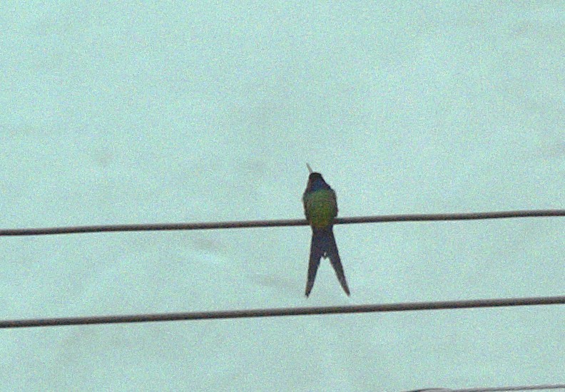 Swallow-tailed Hummingbird - ML619261066