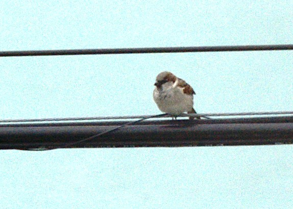 House Sparrow - ML619261093