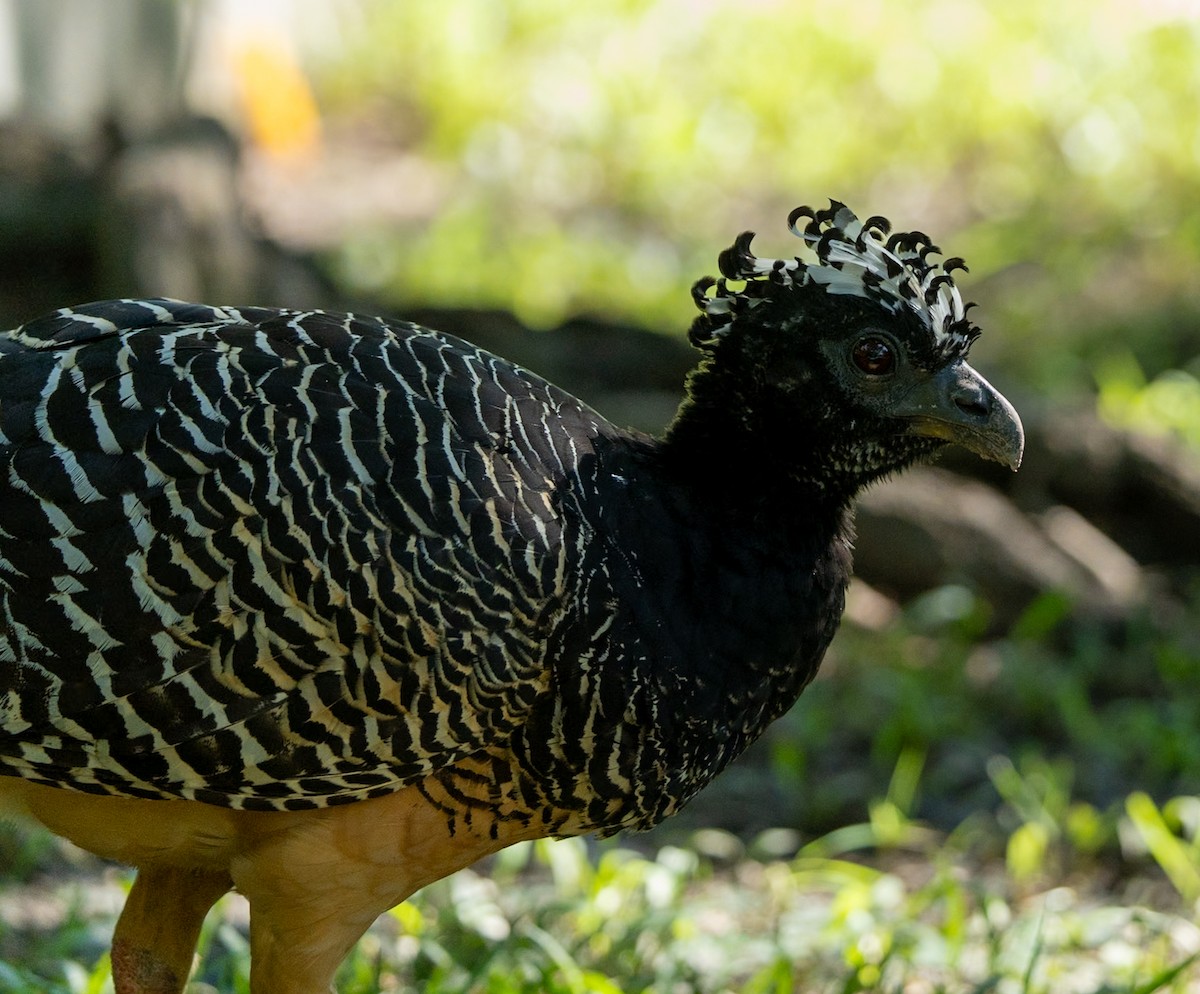 Bare-faced Curassow - ML619261110