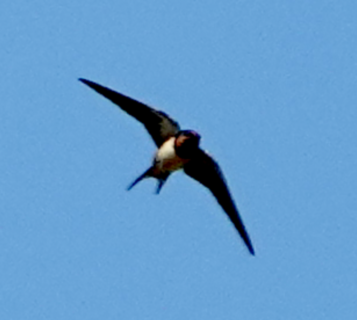 Barn Swallow - ML619261114