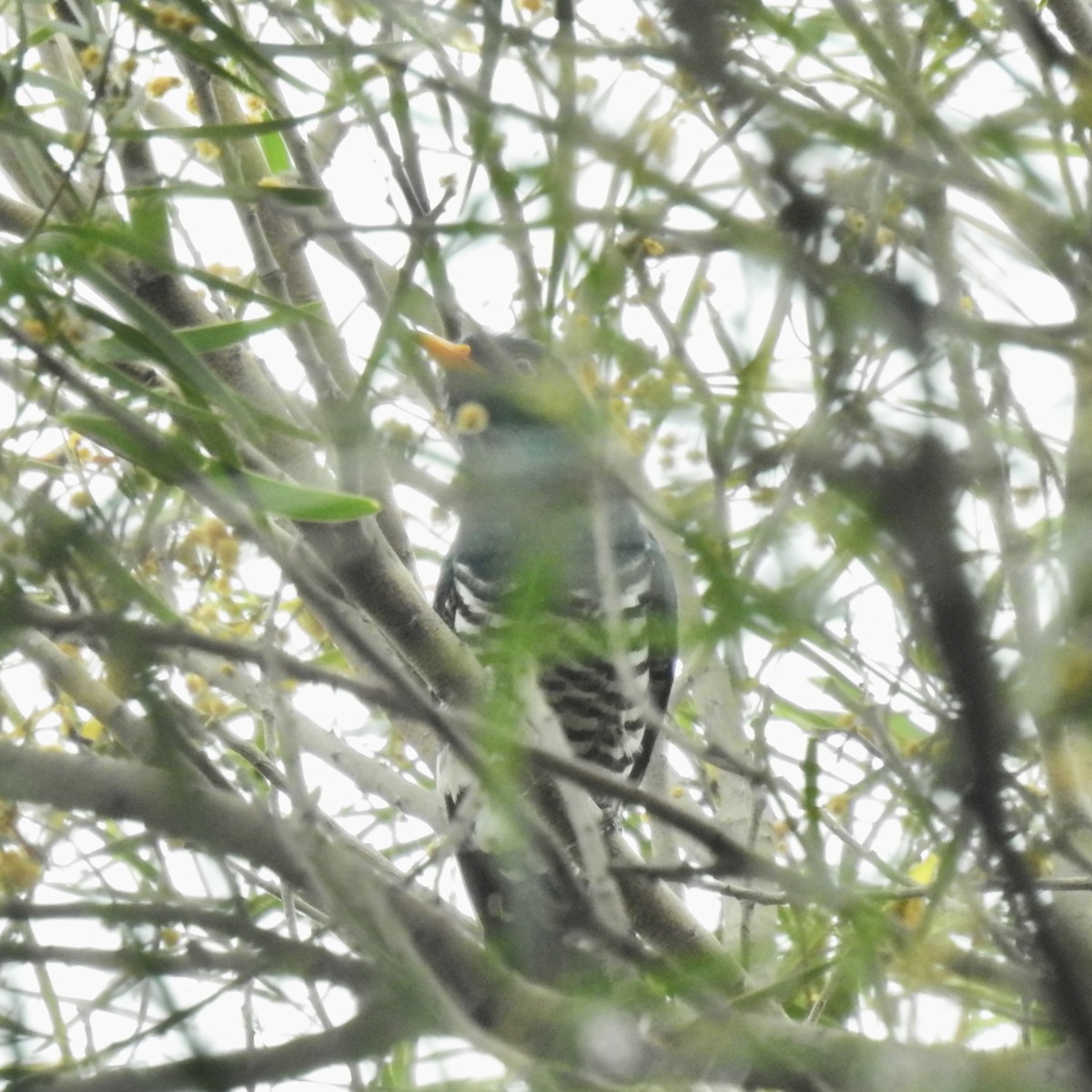 Asian Emerald Cuckoo - ML619261127