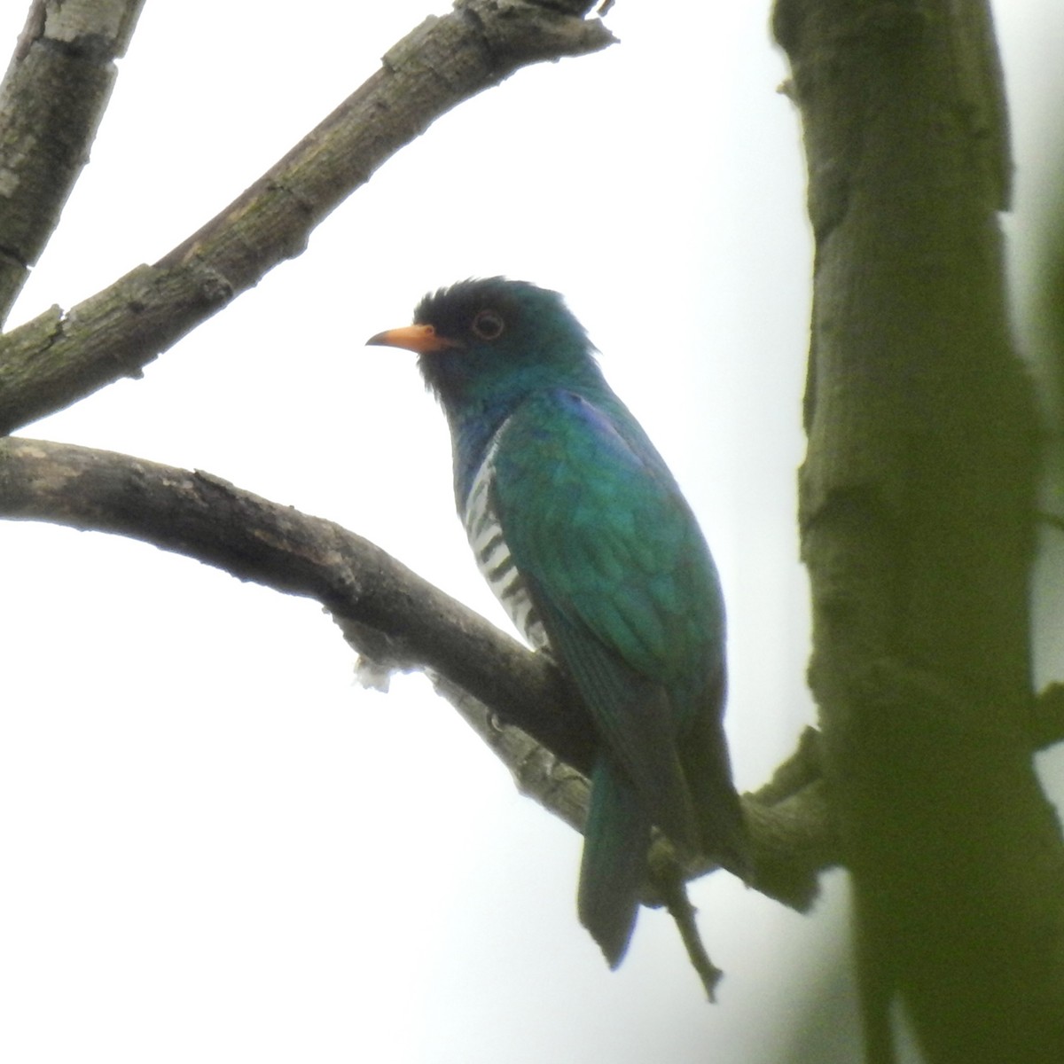 Asian Emerald Cuckoo - ML619261130