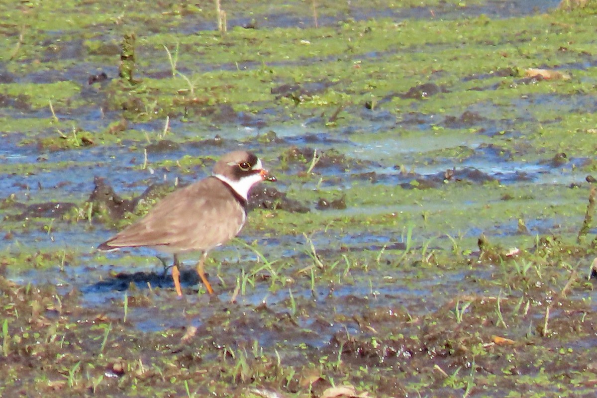 Semipalmated Plover - ML619261177