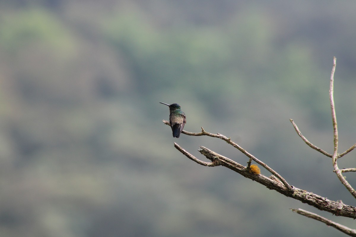 Indigo-capped Hummingbird - ML619261195