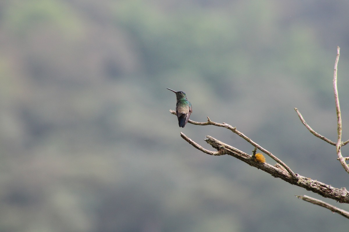 Indigo-capped Hummingbird - ML619261199
