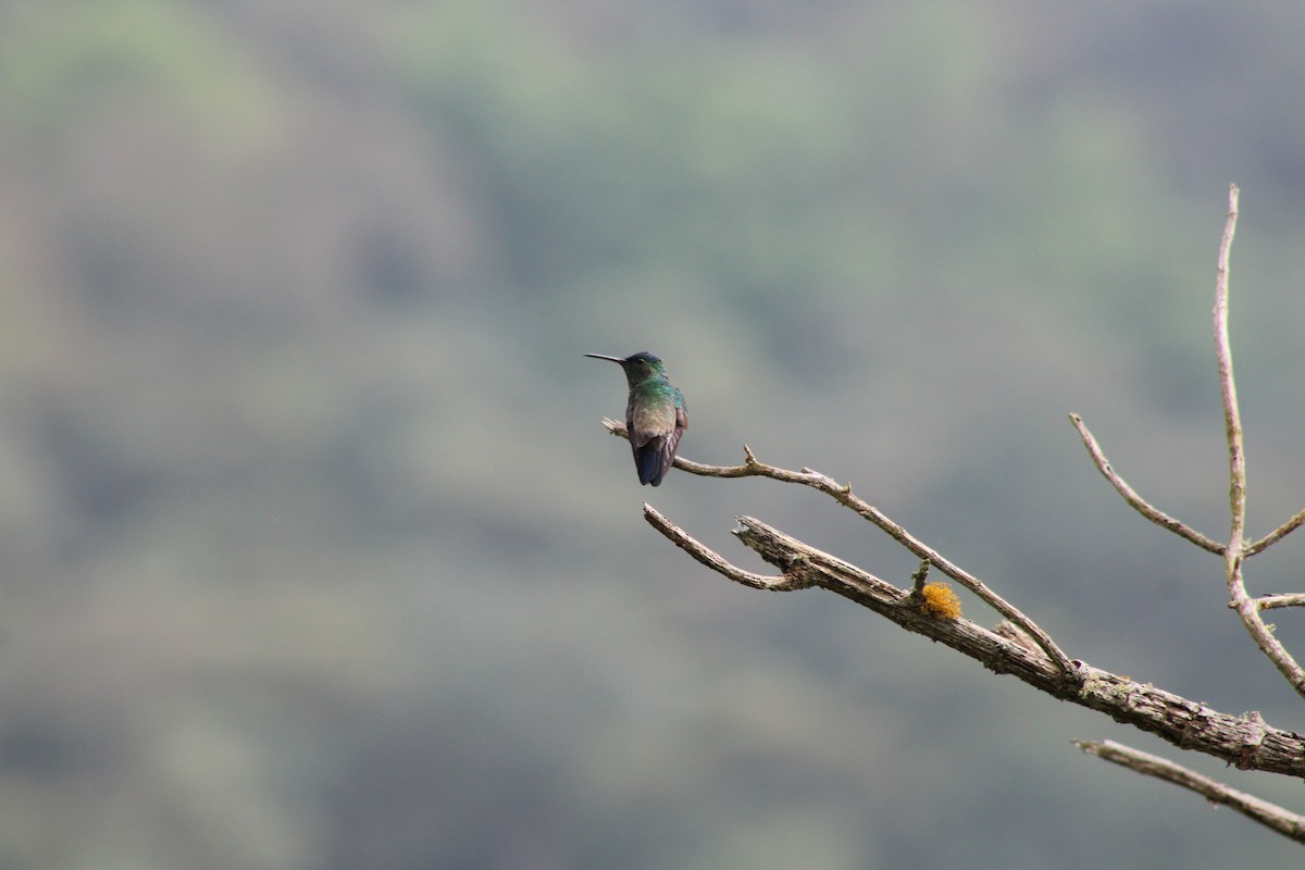 Indigo-capped Hummingbird - ML619261200
