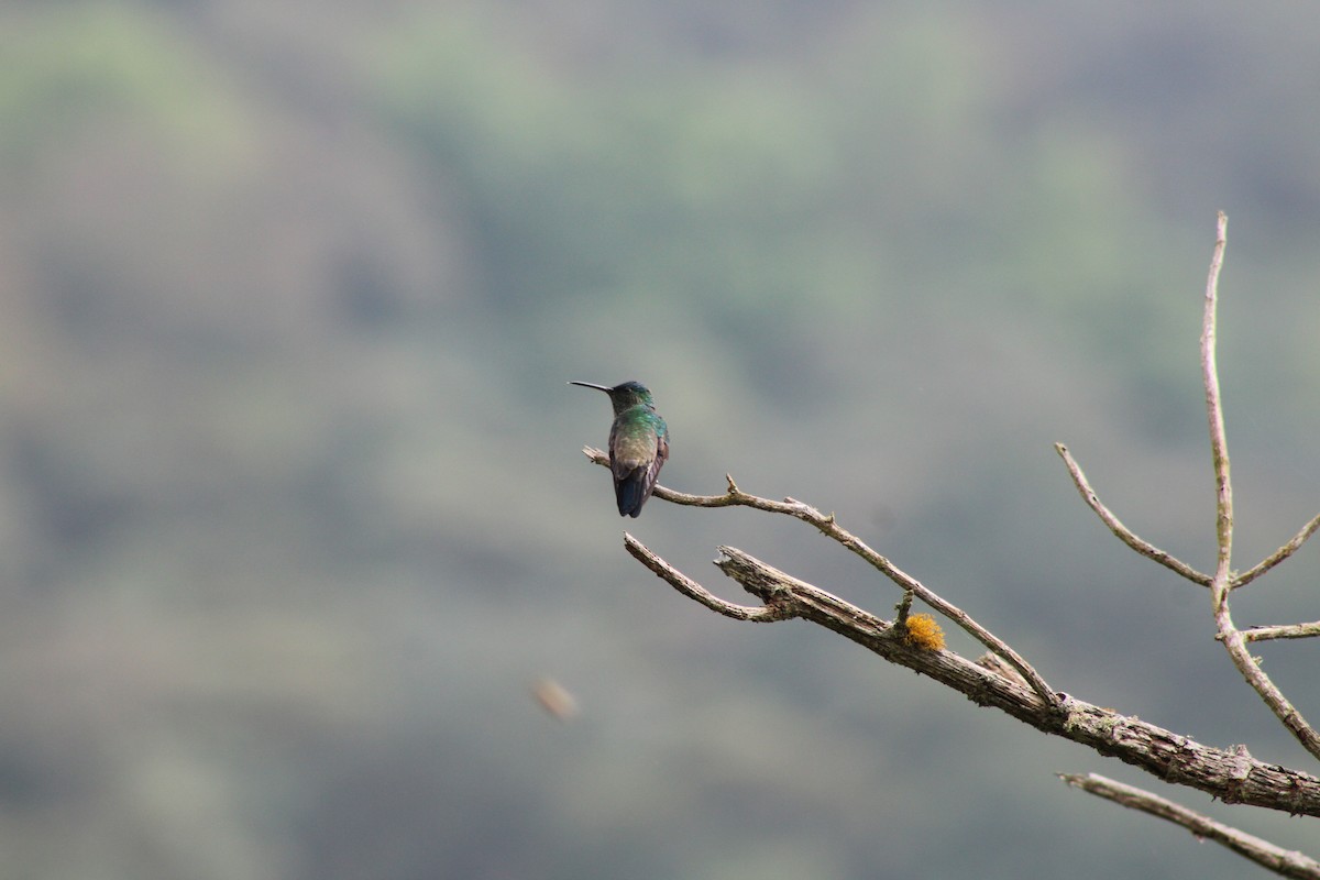 Indigo-capped Hummingbird - ML619261201