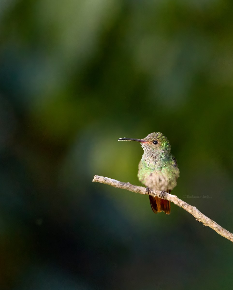 Rufous-tailed Hummingbird - ML619261216