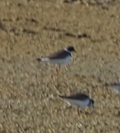 Semipalmated Plover - ML619261217