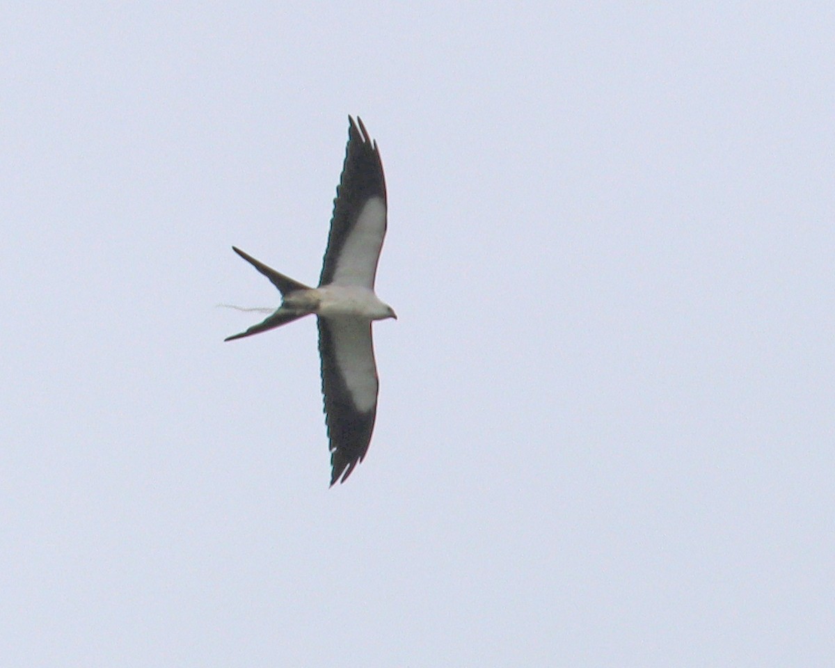 Swallow-tailed Kite - ML619261227