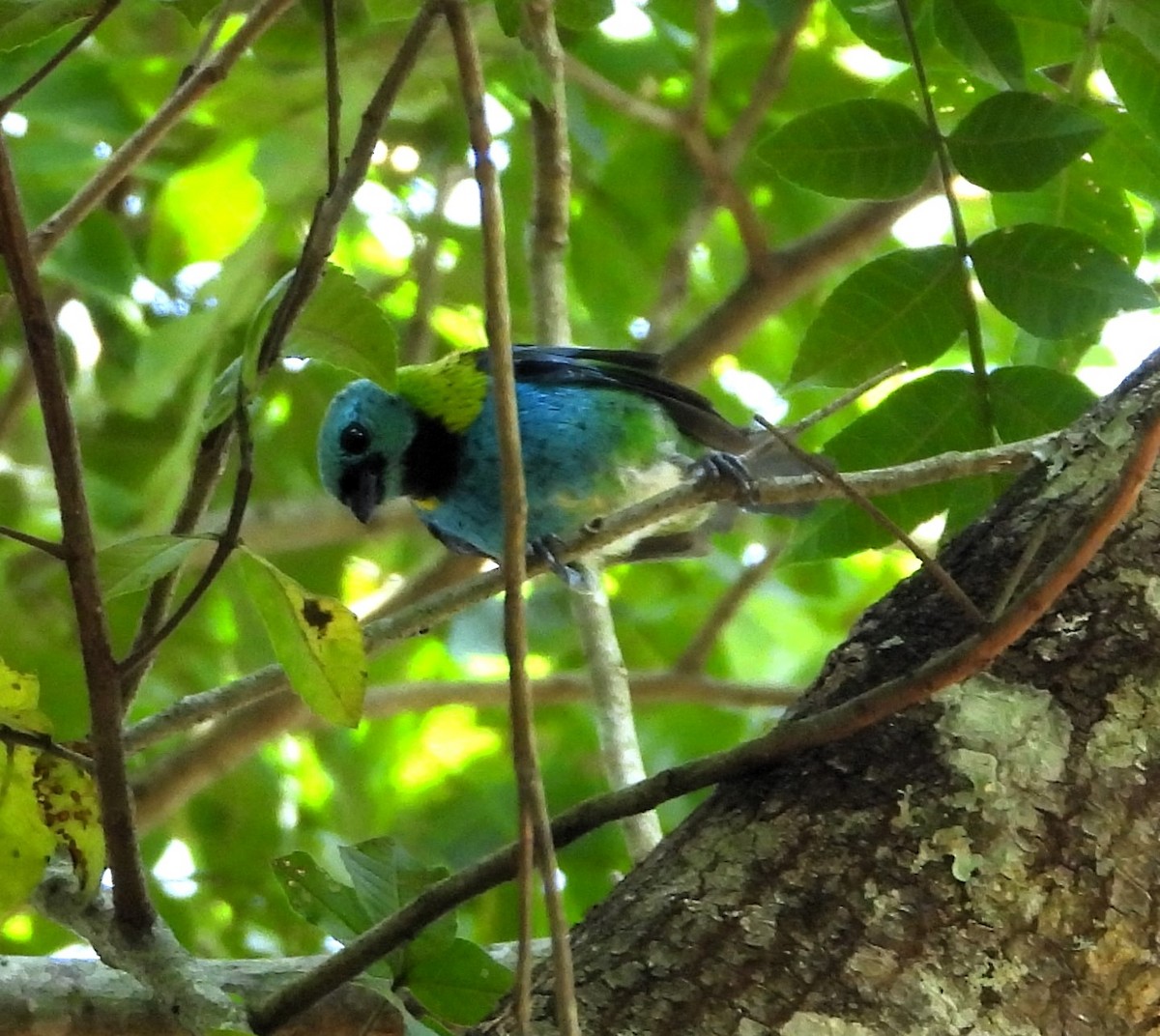 Green-headed Tanager - ML619261255
