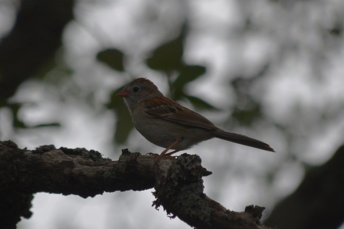 Field Sparrow - ML619261273