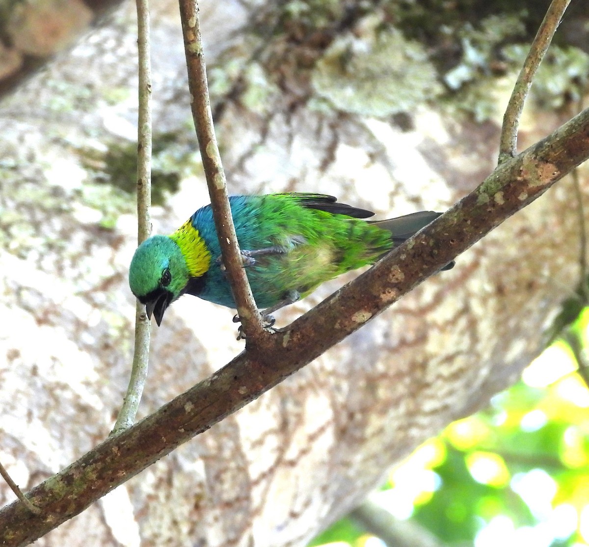 Green-headed Tanager - ML619261321