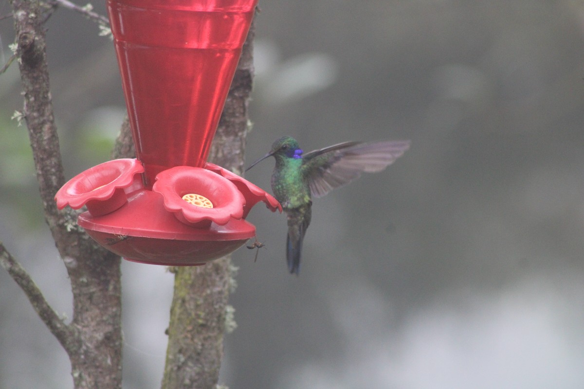 kolibřík modrouchý - ML619261362