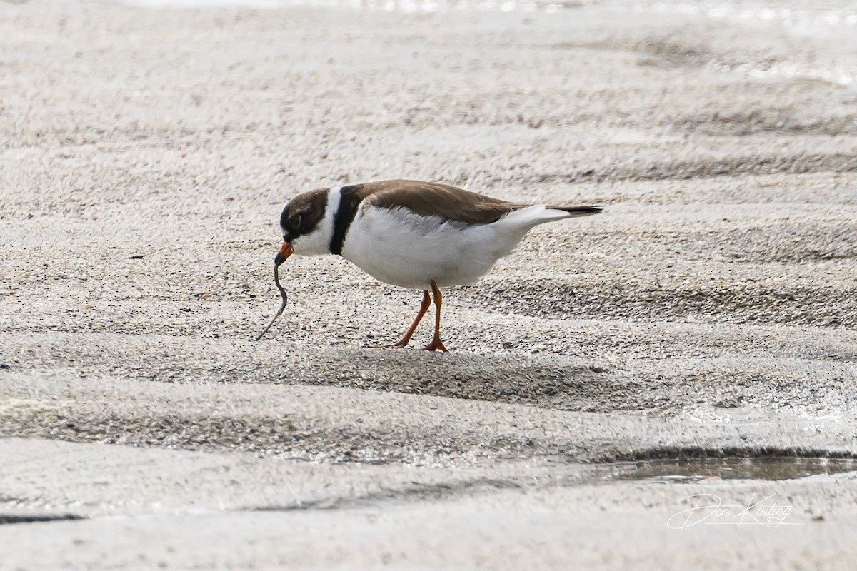 Semipalmated Plover - ML619261382
