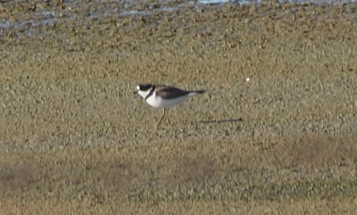 Semipalmated Plover - ML619261402