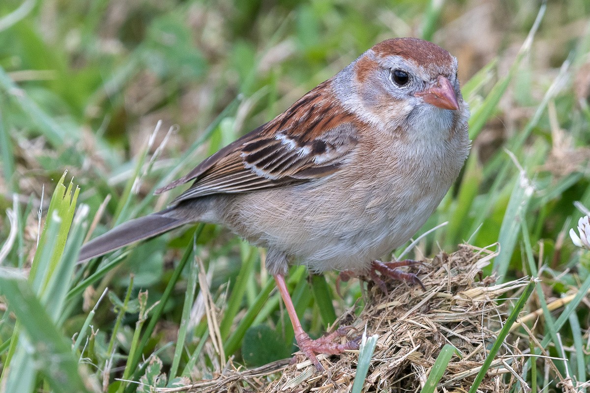 Field Sparrow - ML619261423