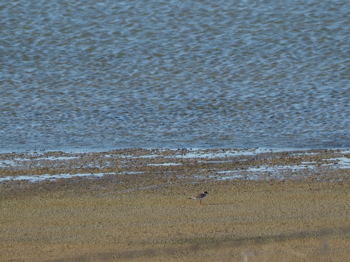 Semipalmated Plover - ML619261425