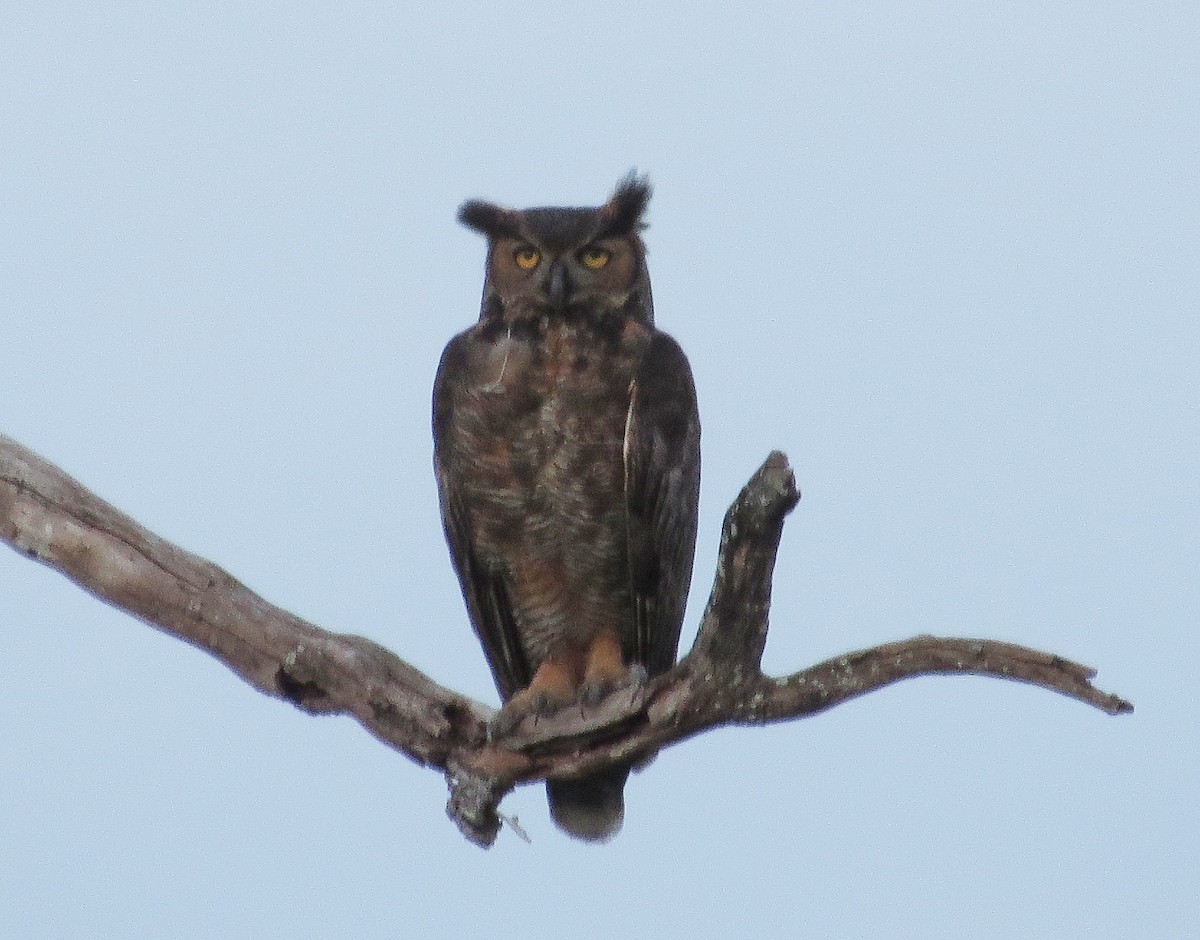 Great Horned Owl - ML619261450