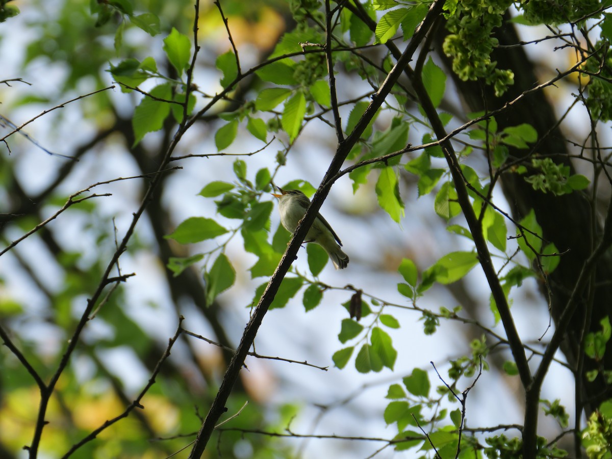 Eastern Crowned Warbler - ML619261495