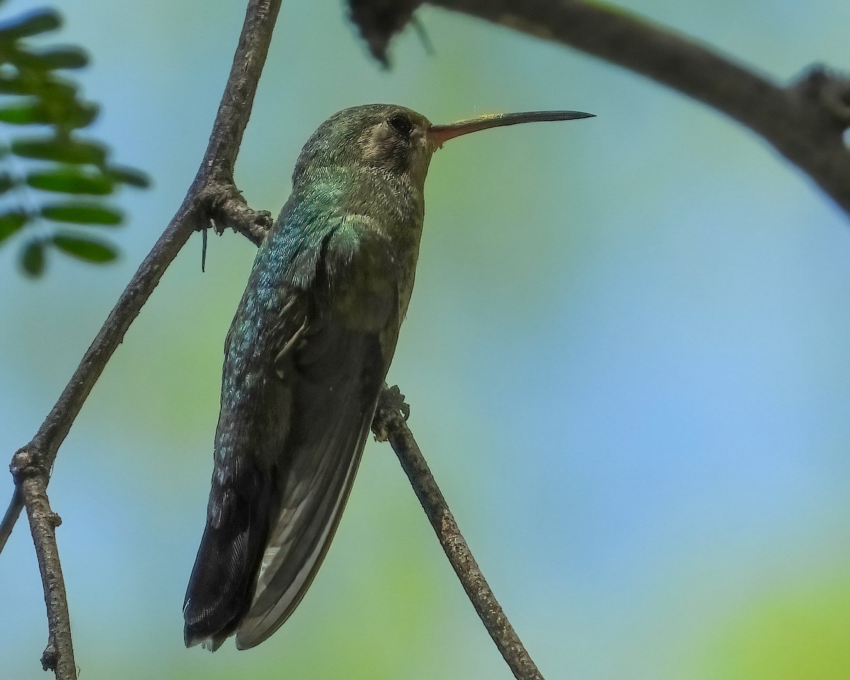 Broad-billed Hummingbird - ML619261523