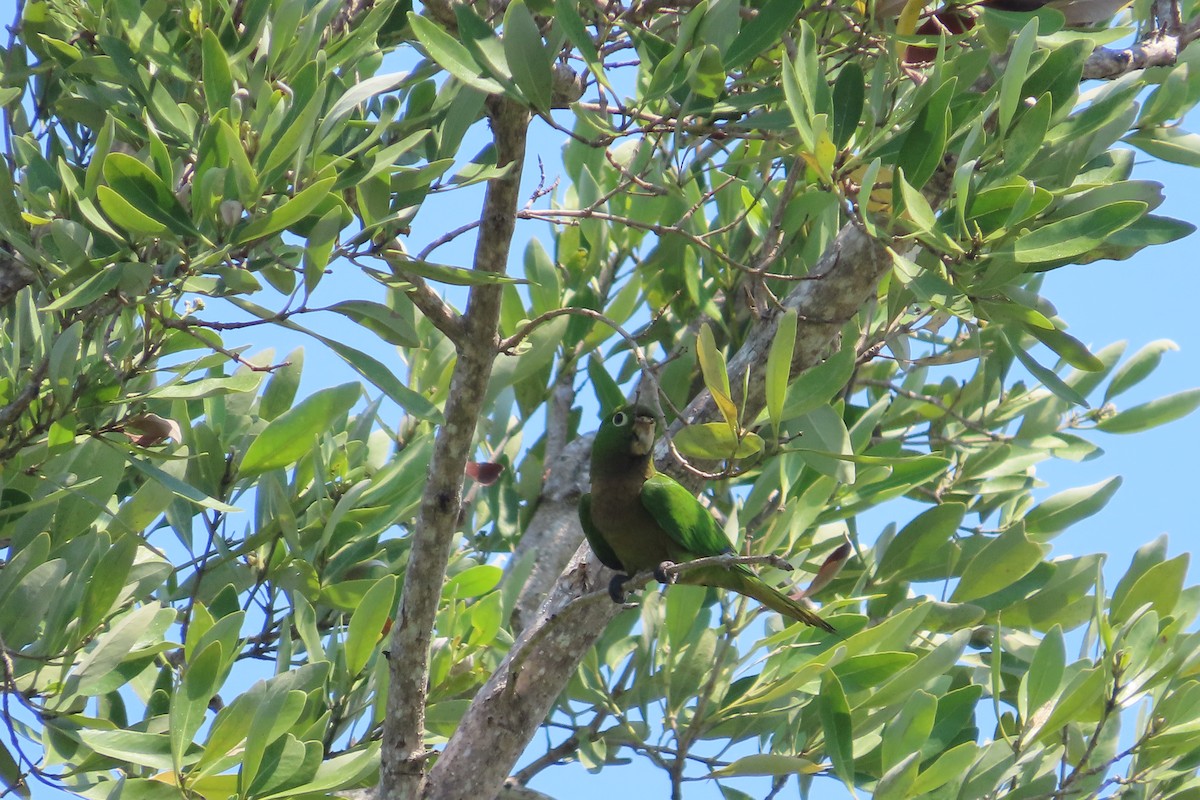 Olive-throated Parakeet - ML619261539