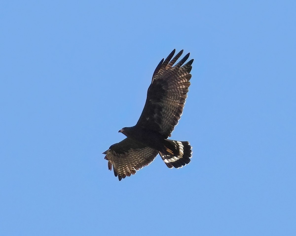 Zone-tailed Hawk - ML619261540